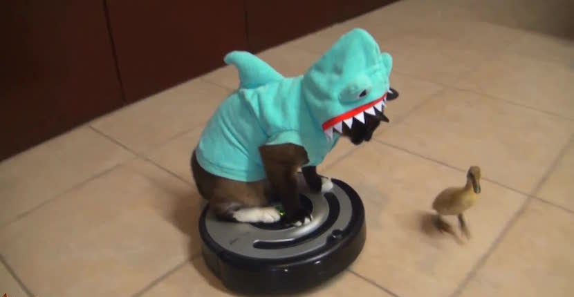Gato con aspirador Roomba