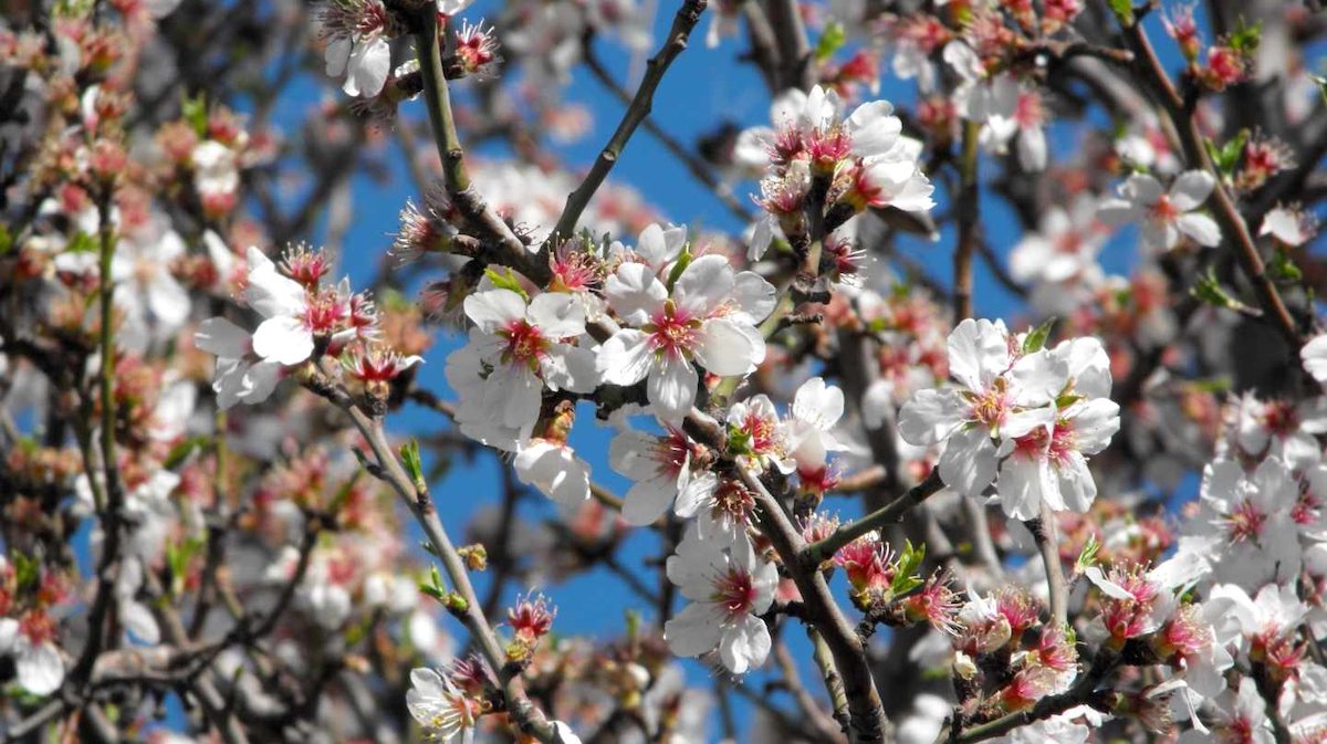 almendros