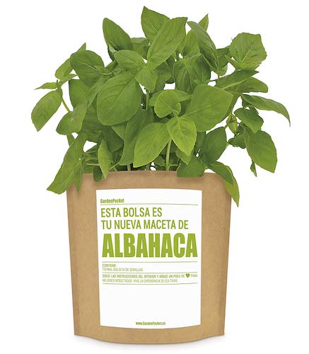 planta de albahaca